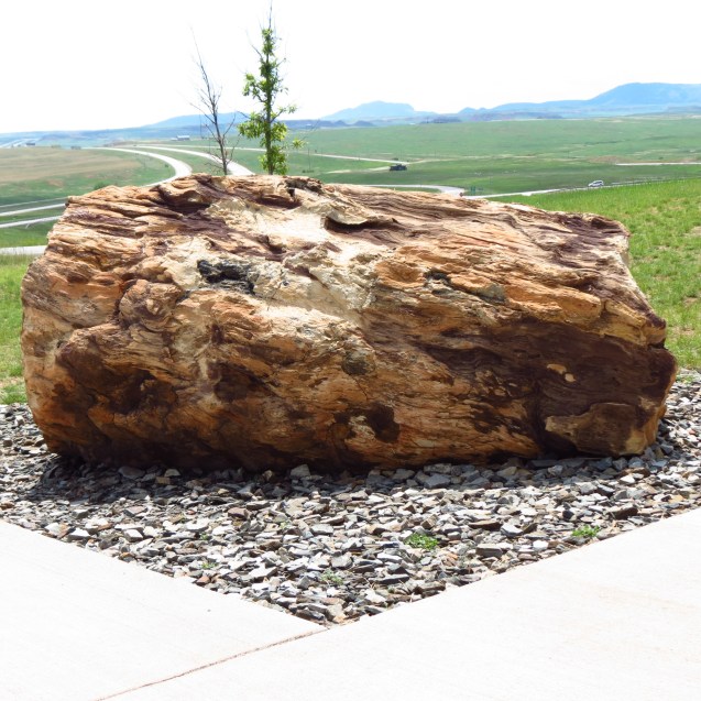 Petrified wood