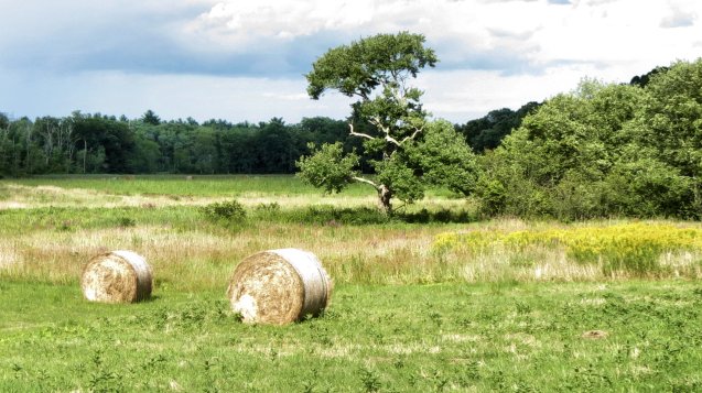 Hay bales on local farms