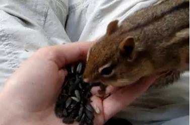chipmunk