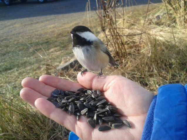 hand feeding the birds